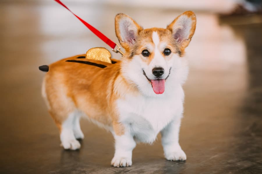 Corgi Toaster